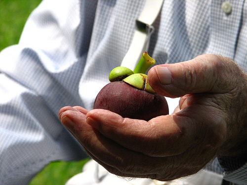 Bill's mangosteen