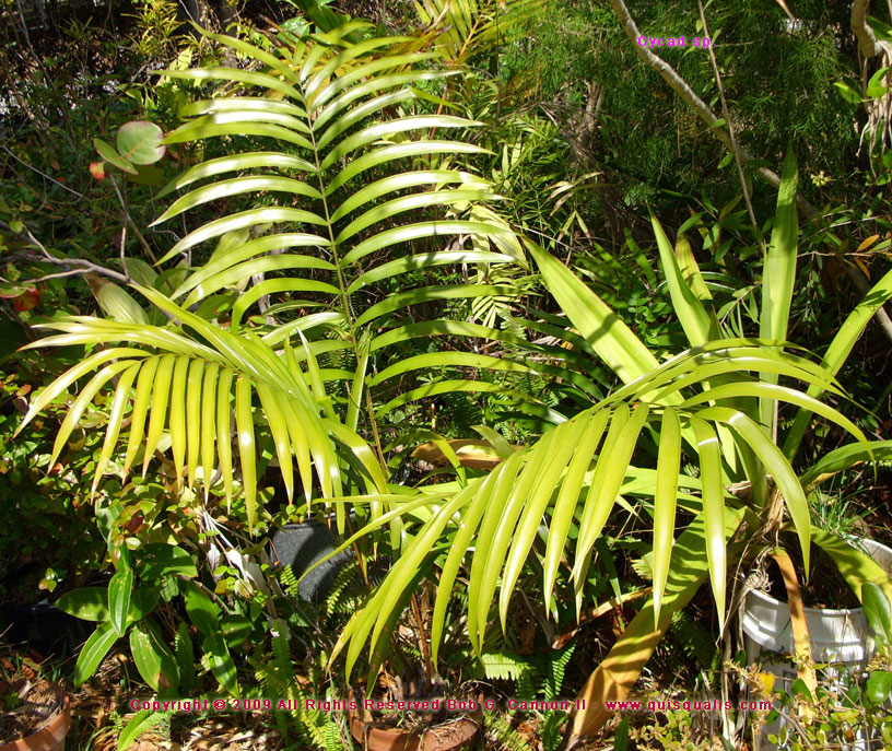 Unknown Cycad - entire plant