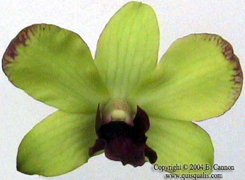 Dendrobium sp.