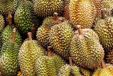 Durians Thailand