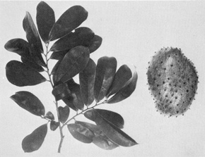 Chapt 2 Page 12 Soursop