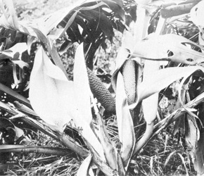 Fig14p20.jpg Monstera