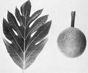 Fig23P37.jpg Breadfruit - Yum!