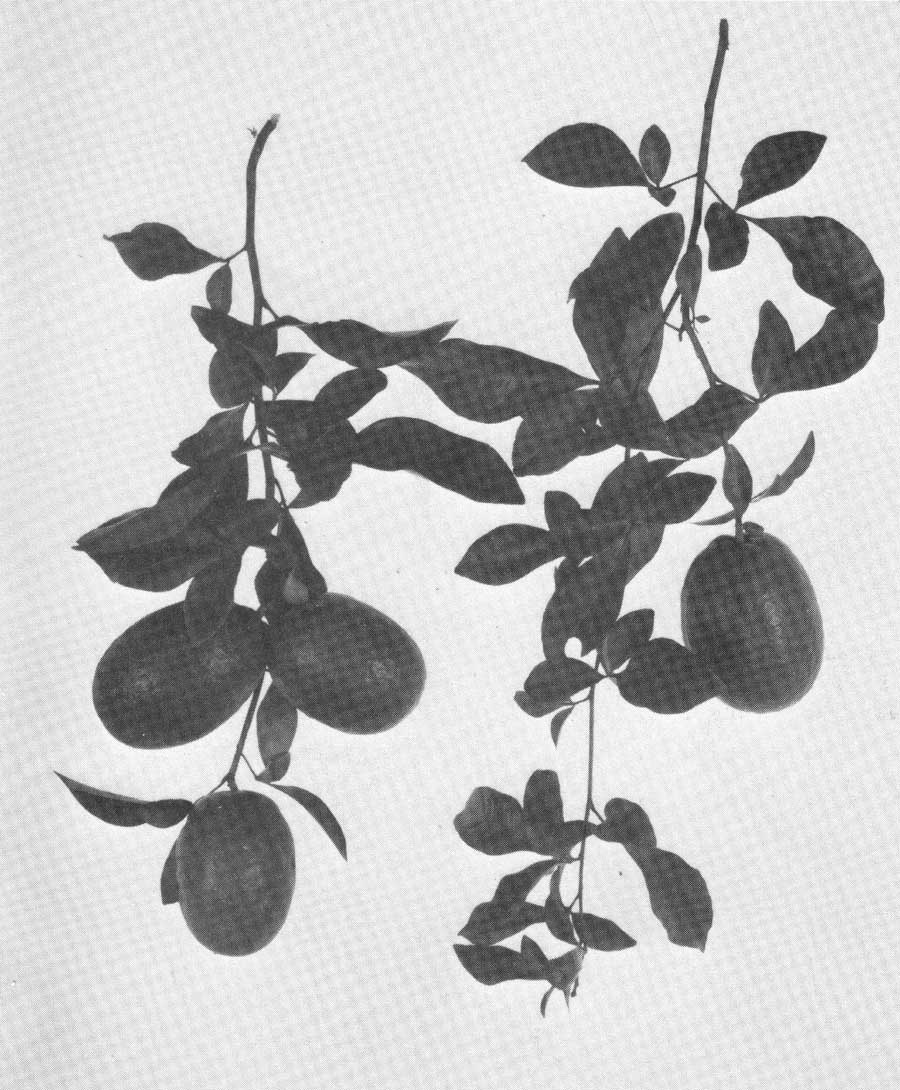 Figure 36. Chaefospermum glutinosum, a handsome fruit not used as a food.