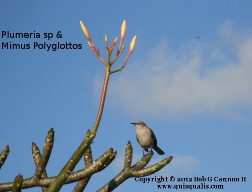 Frangipani buds and
        mockingbird