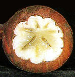 Garcinia mangostana