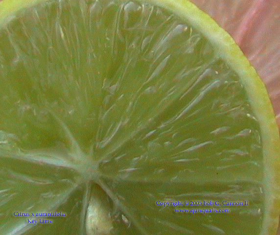 Key Lime Close up.