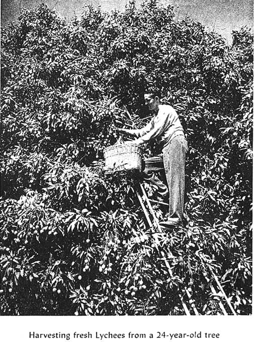 Man Harvesting