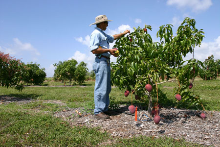 Collecting Mangos