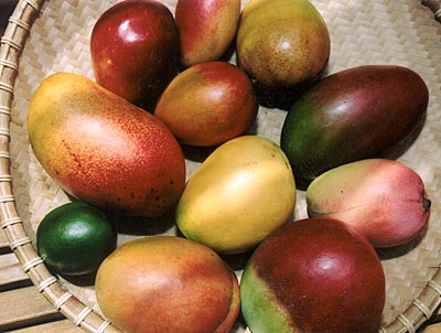 Mangos