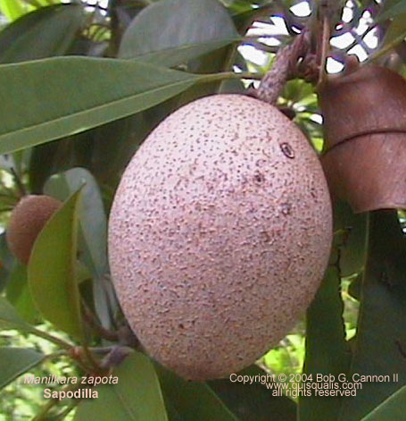 Sapodilla