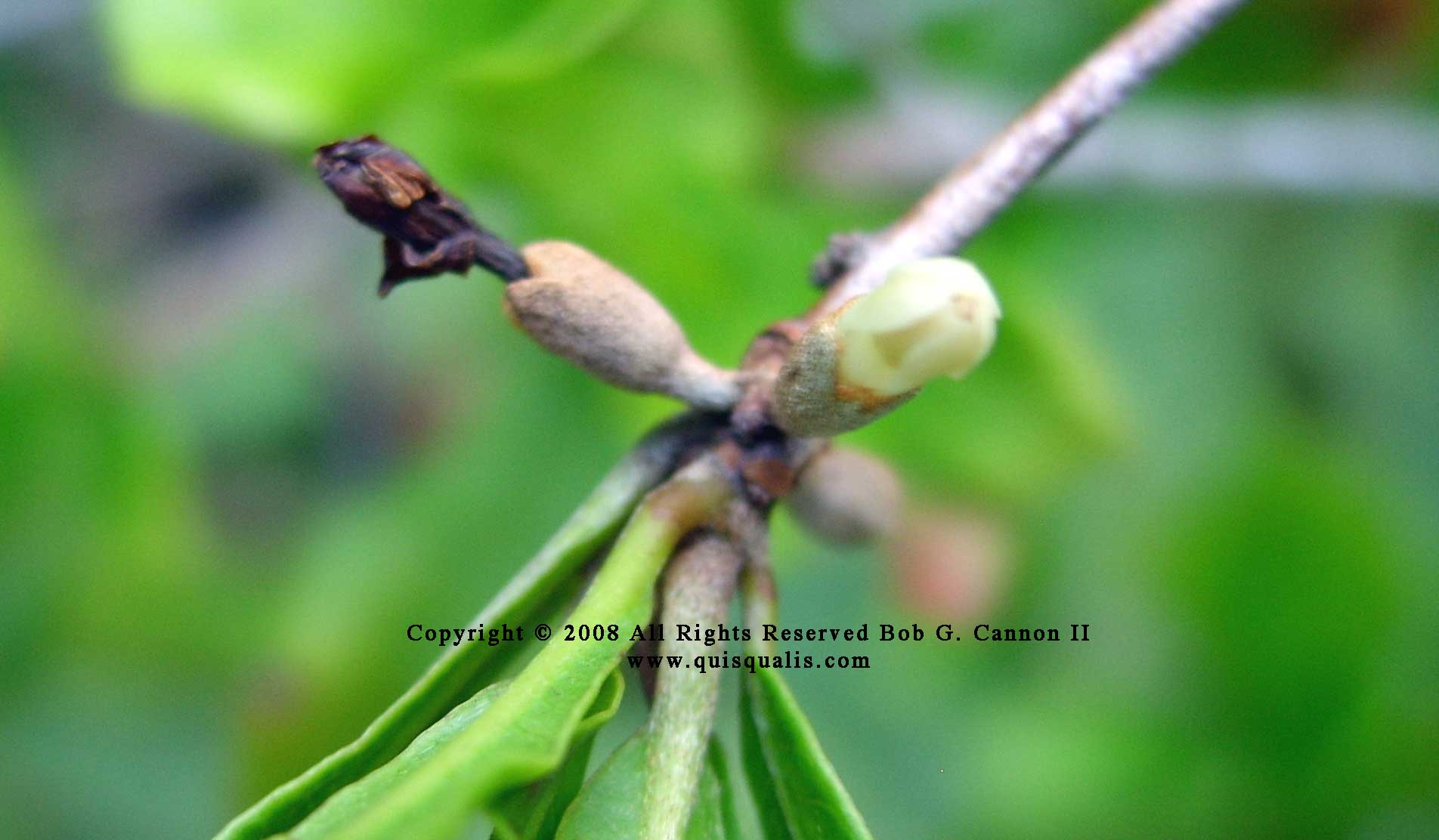 A Pair of Miracle Fruit Flowers, old and new