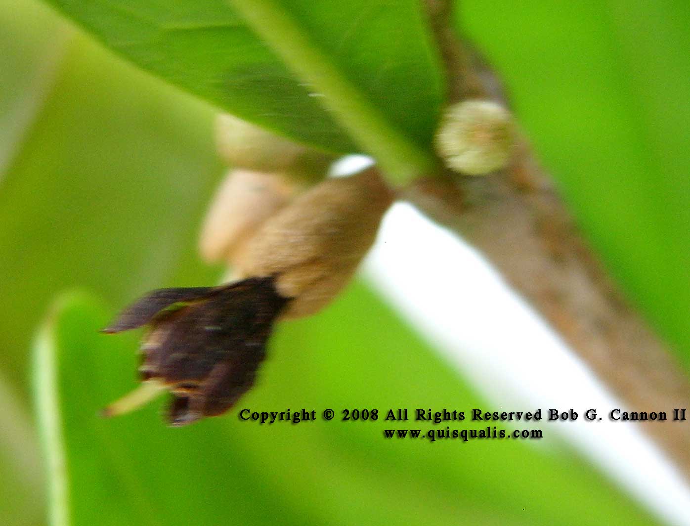 Older Miracle Fruit Flower