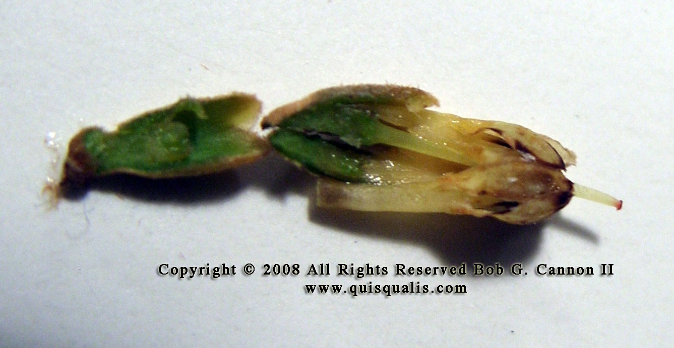 Dissected Miracle Fruit flower