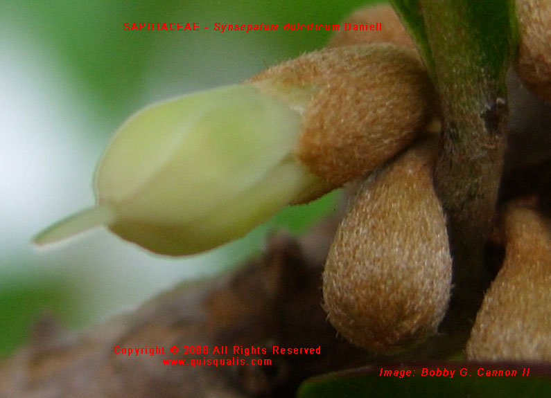 Synsepalum dulcificum flower close up