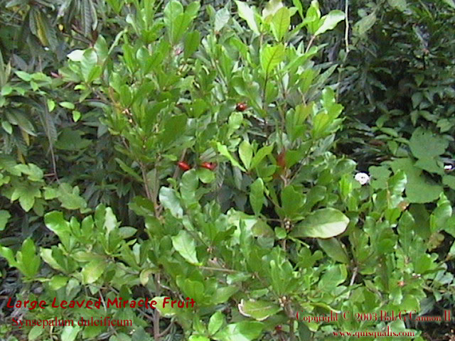 Miracle Fruit Bush 1