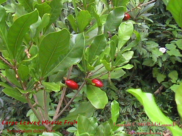 Miracle Fruit Bush 2