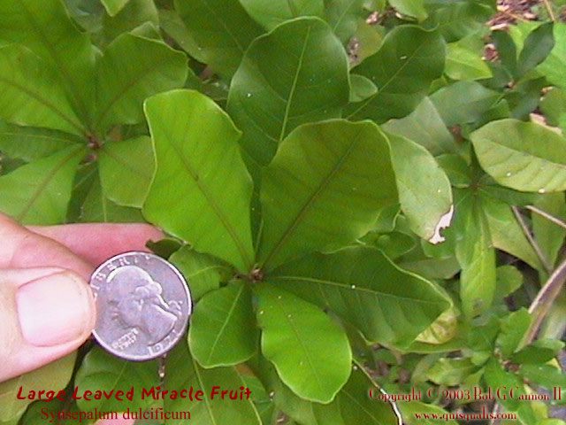 Miracle Fruit Leaf - Coin