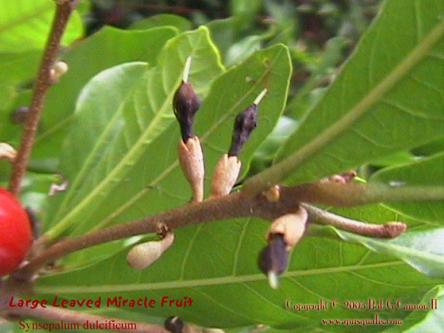 Miracle Fruit Flowers