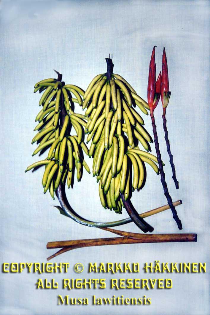 Mlawitiensis01a.jpg