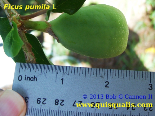 Unripe fruit F. pumila