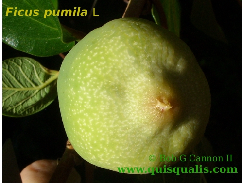 End of fruit showing ostium