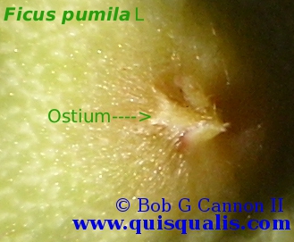 Ostium close up