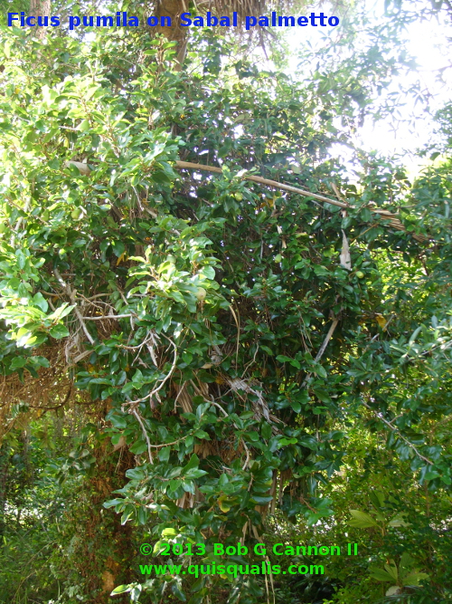 Ficus pumila covering most of a
              mature Sabal palmetto