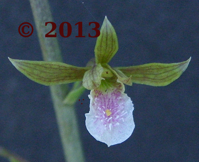 Single
              flower close up: