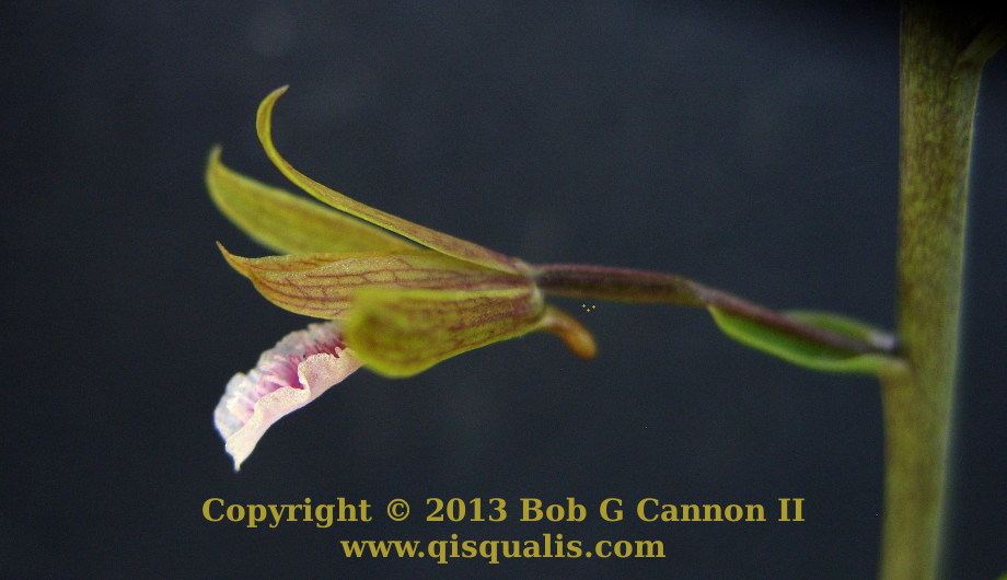 Side view single flower