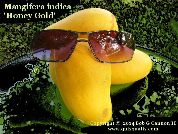 Mangoes with glasses 01