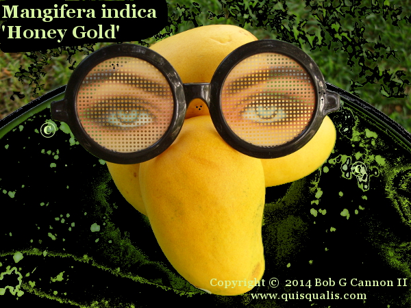 Mangoes with funny glasses 01