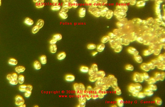 Miracle Fruit Pollen Grains