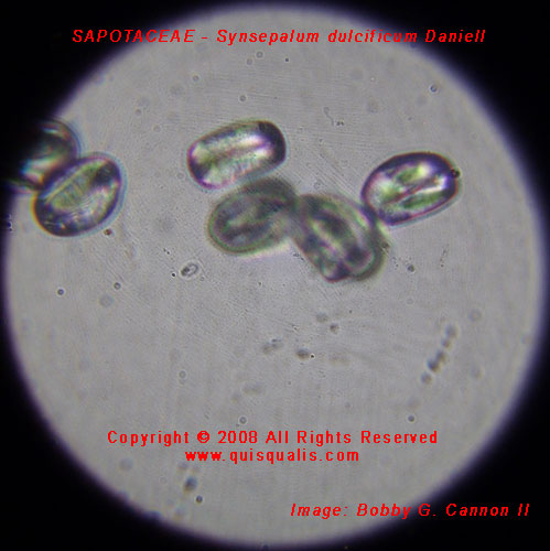 Synsepalum dulcificum pollen enlarged