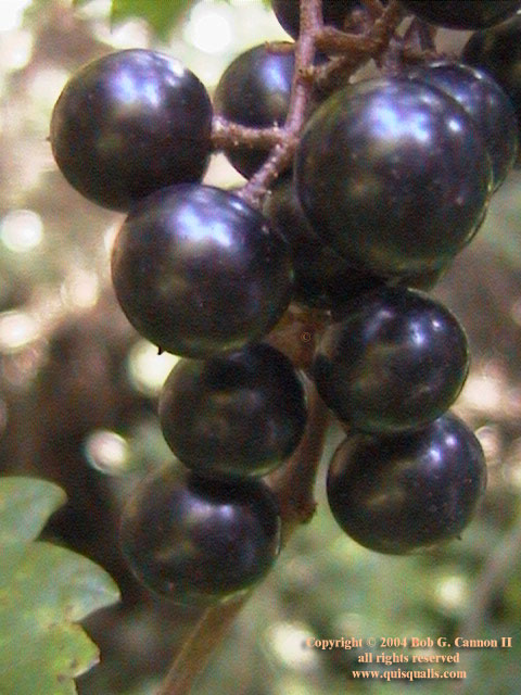 Wild Florida Grapes