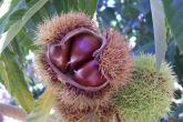 Ripe Chestnuts