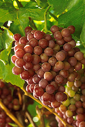 Grapes/k5633-46i.jpg