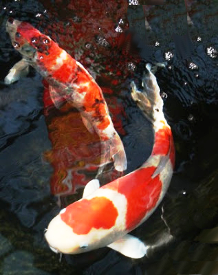 Carp, Koi