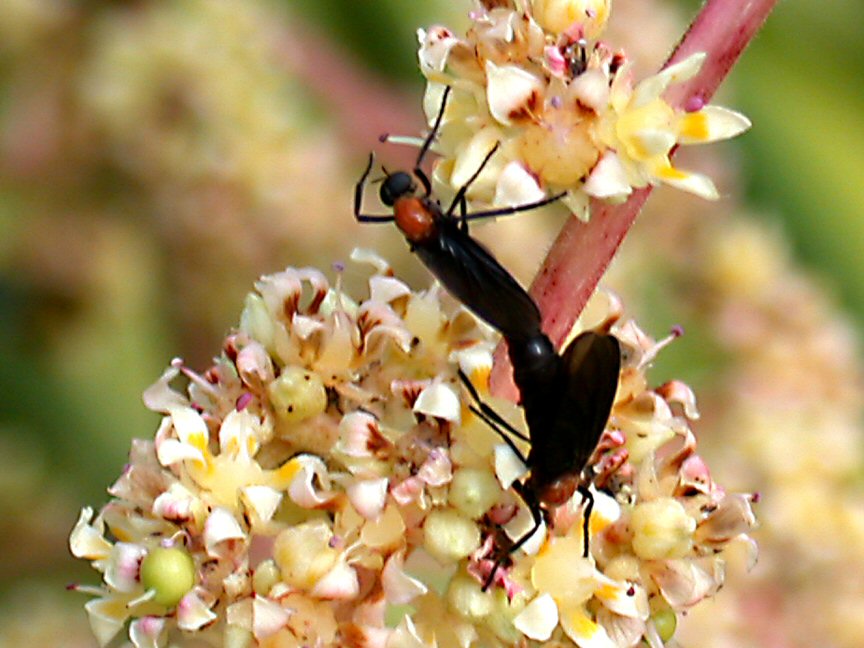 Love Bugs pollinating mango