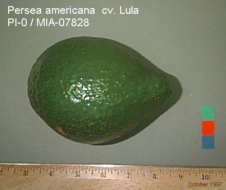 Lula Avocado
