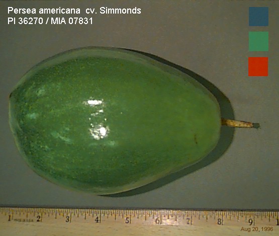 Simmonds Avocado