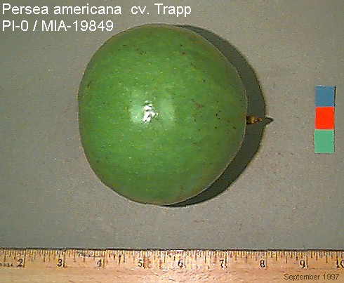 Trapp Avocado