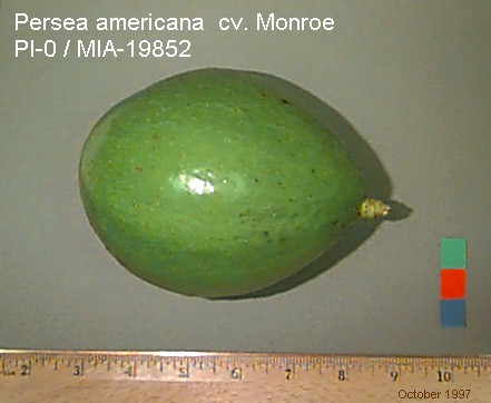 Monroe Avocado