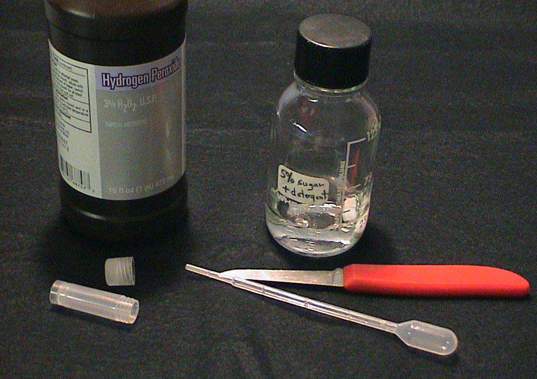 orchidPeroxide04.JPG (115549 bytes)