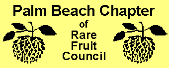 Palm Beach RFCI Logo