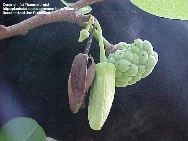 Surgar apple flowers