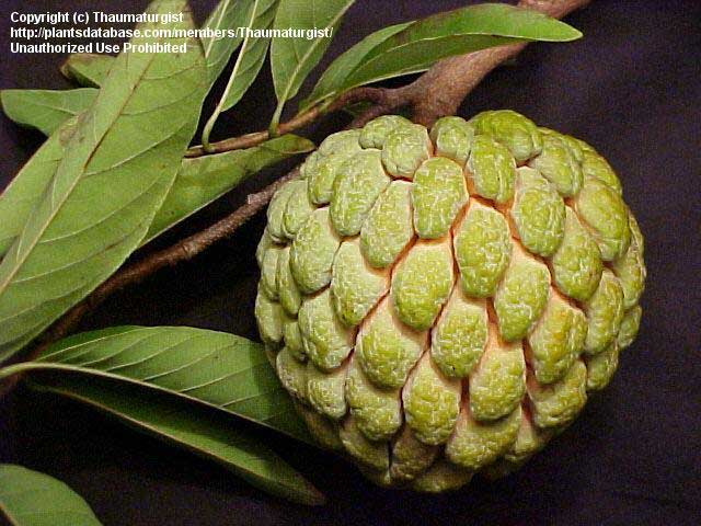 sugar apple representation