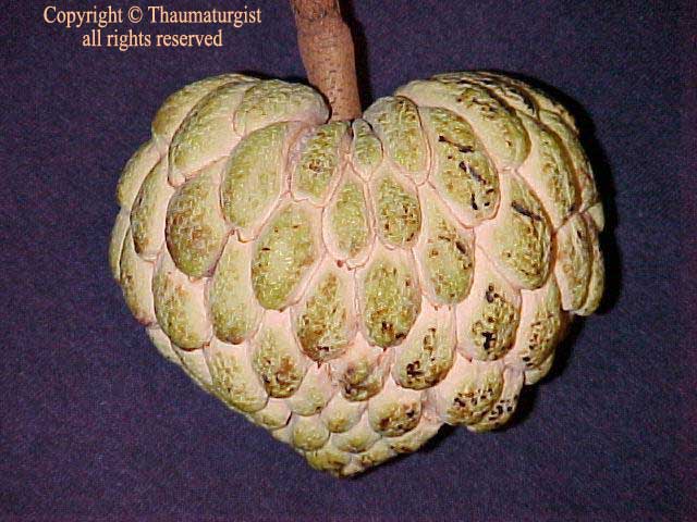 Sugar apple