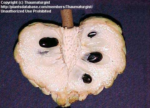 Sugar apple half