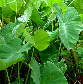 Taro Growing